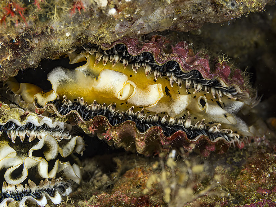 Spondylus varius